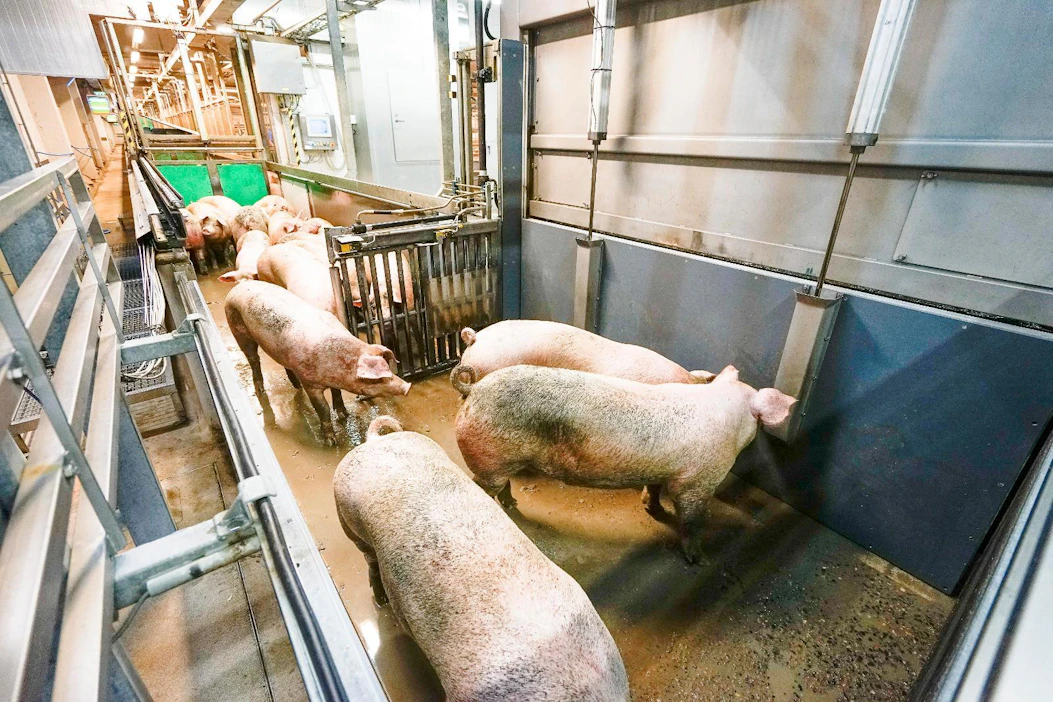 Tainnutusvuorossa olevia sikoja teurastamossa. Seuraavaksi sininen luukku tainnutuskammioon aukeaa ja siat ohjataan mekaanisesti kammioon. Hiilidioksidi on Suomen yleisin sikojen tainnutusmenetelmä.