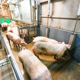 Tainnutusvuorossa olevia sikoja teurastamossa. Seuraavaksi sininen luukku tainnutuskammioon aukeaa ja siat ohjataan mekaanisesti kammioon. Hiilidioksidi on Suomen yleisin sikojen tainnutusmenetelmä.
