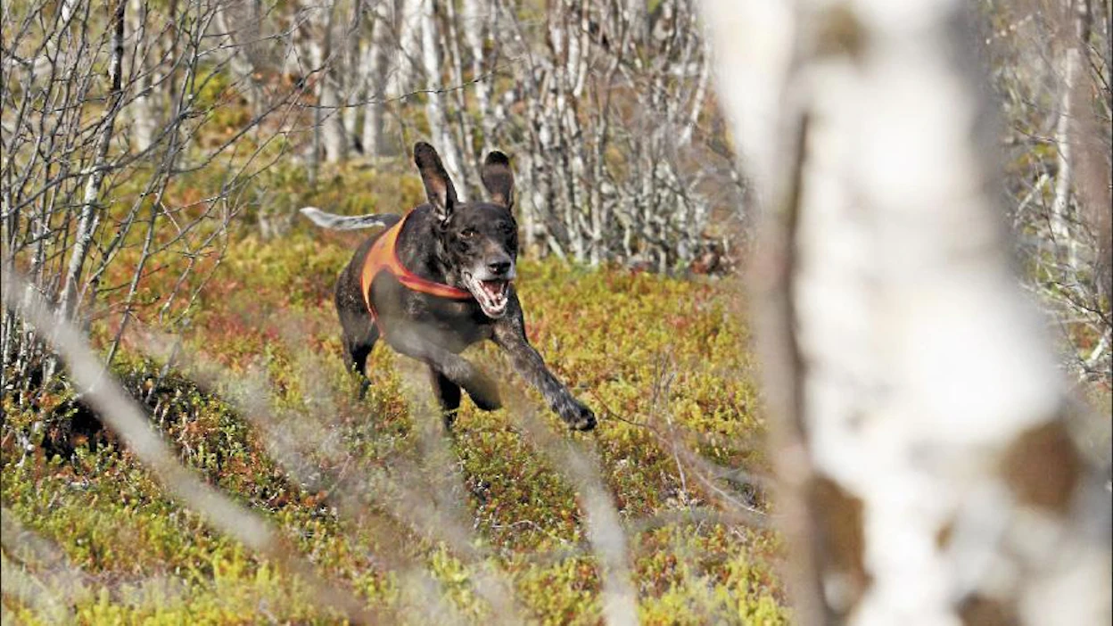 Jos seisojalla ei ole pohjalla hyvää kuntoa, myös loukkaantumisriskit kasvavat, muistuttaa Sanna Kokko. ”Huono hyppy ojan yli saattaa saada isomman vian aikaiseksi, jos on huono fysiikka taustalla.” Arkistokuva.
