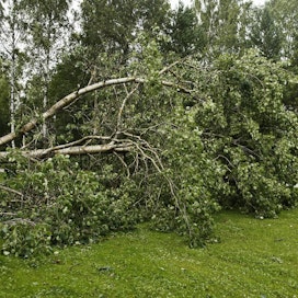 Satakunnan pelastuslaitoksen päivystävän palomestarin mukaan Porissa oli edellisen vuorokauden aikana noin 60 puiden kaatumisiin liittyvää tehtävää. LEHTIKUVA / RONI REKOMAA
