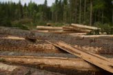 Kuusitukin kantohinta päätehakkuilla oli lähes koko viime vuoden suurempi kuin kuusitukista maksettu hankintahinta. Hankintalisä ei riitä kattamaan hankintahakkaajalle koituvia kustannuksia.