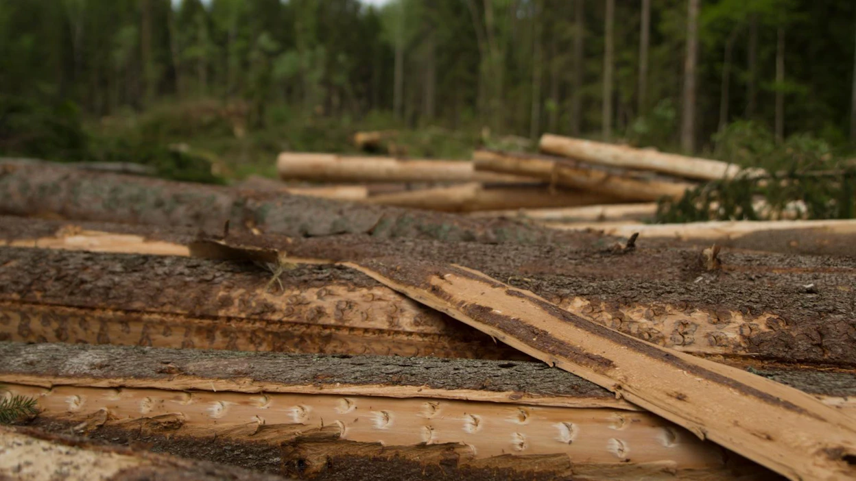 Kuusitukin kantohinta päätehakkuilla oli lähes koko viime vuoden suurempi kuin kuusitukista maksettu hankintahinta. Hankintalisä ei riitä kattamaan hankintahakkaajalle koituvia kustannuksia.
