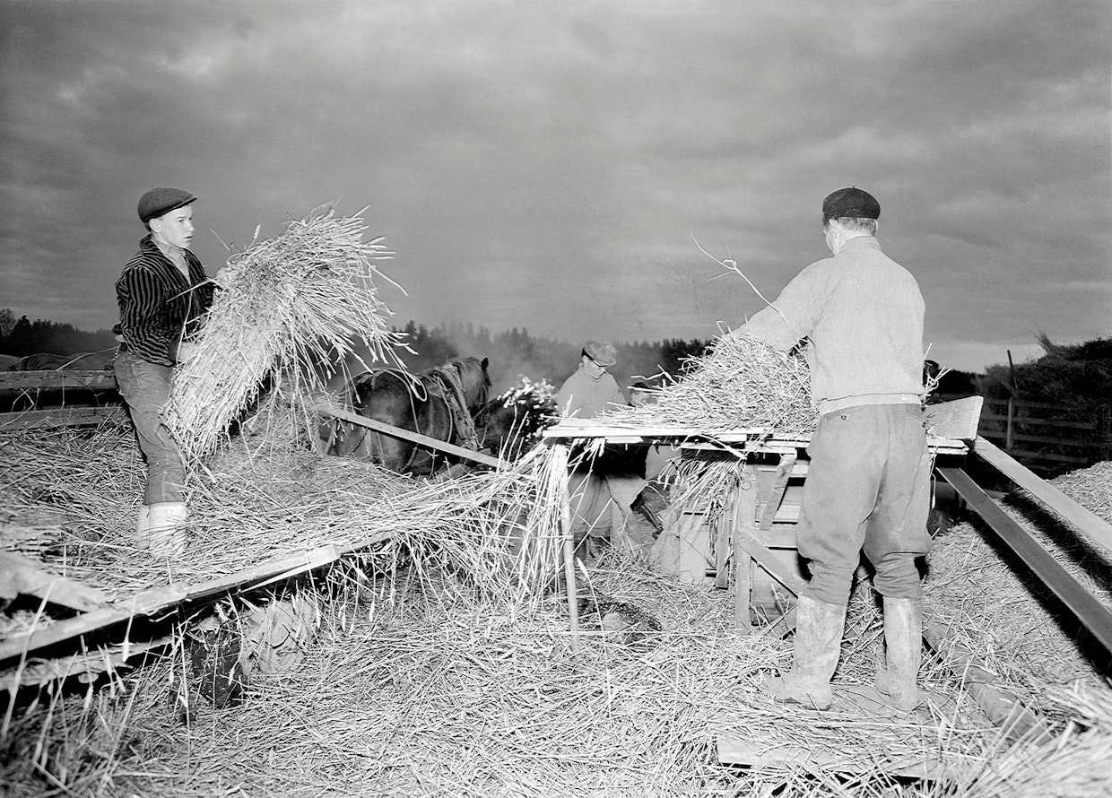 Puinti on menossa iltamyöhään Mattilan kylässä Rintanummen tilalla 23.10.1962. Maanviljelijä Eino Mäntsälä syöttää vehnää puimakoneeseen.