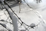 Kun lumiolosuhteet ovat sopivat, susien lumijälkiä lasketaan koko seuranta-alueella yhden saman päivän aikana.