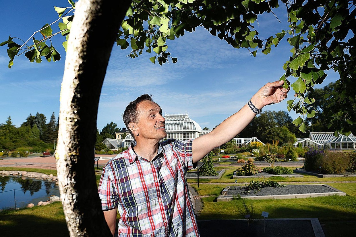 Ulkonäkö ei kerro kaikkea kasvien sukulaisuudesta. Marko Hyvärinen esittelee neidonhiuspuuta, joka on lehdistä huolimatta läheisempää sukua neulas- kuin lehtipuille.