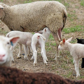 Lampaanmaidontuotannossakin karitsat hoituvat yleensä emon alla normaaliin vieroitusikään kuusiviikkoisiksi.