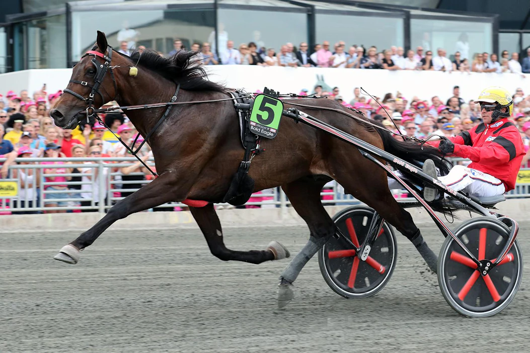 Kuvassa Elitloppet-karsinnan voittava Bold Eagle palasi Vincennesissä voitokkaasti.
