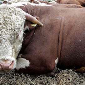 Härän lihalle on joissain tapauksissa enemmän kysyntää, selvittää Laidun Hereford -tila lihan yhteyttä sukupuoleen naudanlihantuotannossa. Tilalta pyydettiin vastausta mainoskampanjasta tehtyyn valitukseen.