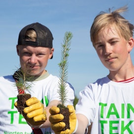 Eemil Kutvonen ja Ilmari Vesala istuttivat taimia viime kesänä Mikkelissä.