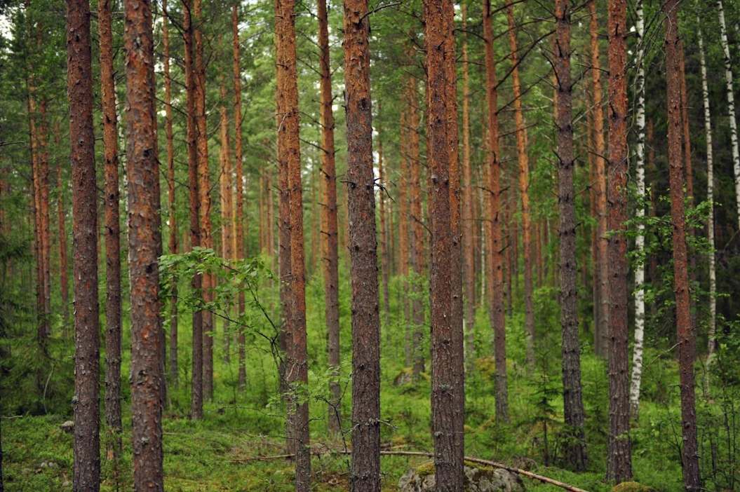 Metsähallituksen Luontopalvelut-yksikkö on pohtinut keinoja, joilla esimerkiksi liikkumisrajoitteisten tapoja liikkua luonnossa monipuolistettaisiin.