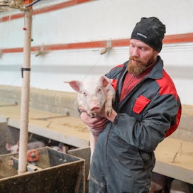 Välitysporsaan hintaan tarvitaan vähintään kymppi lisää ja sianlihaan 25 senttiä kilolta, jotta tuotanto alkaisi joten kuten kannattaa, sanoo Tero Ojala Ilmajoelta.