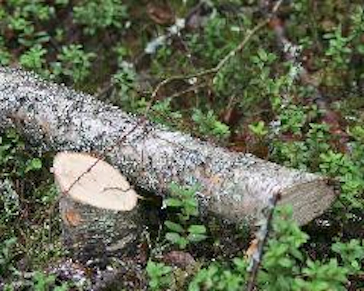 Mitä lyhyempi kanto, sitä terävämpi siitä muodostuu.