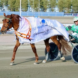 Lissun Eerikki jatkoi voittojen tiellä myös Kaustisen Pelimanni-ajossa. Rattailla on hevosen vakiohjastaja Ari Moilanen.