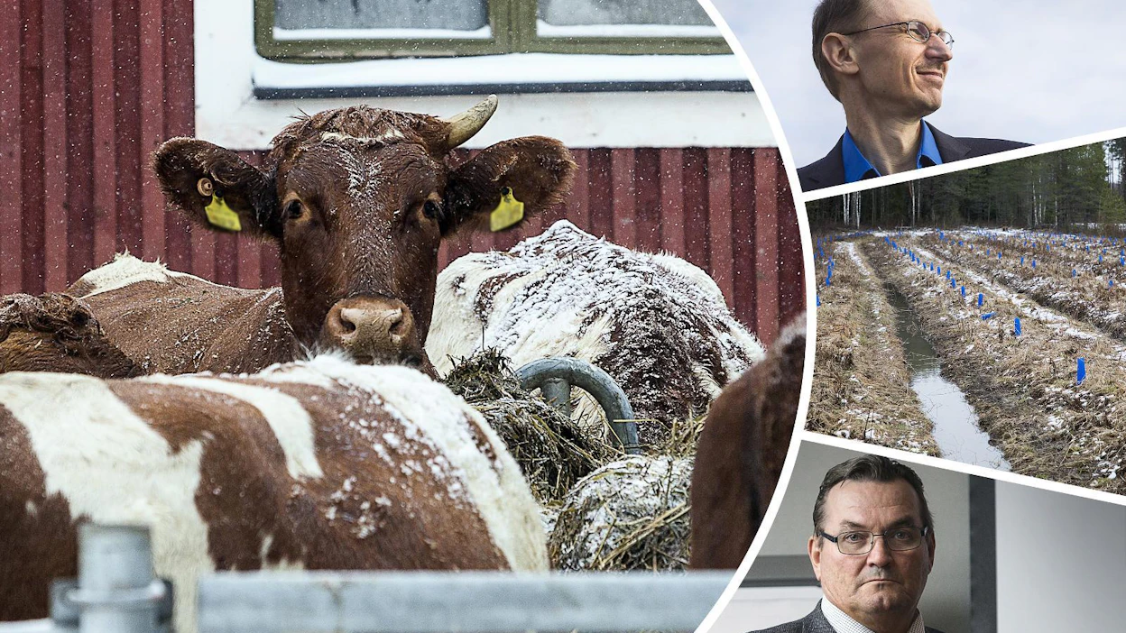 Ruokavalion muutoksen vaikutus kasvihuonekaasupäästöihin olisi JustFood-hankkeen laskelmien mukaan yllättävänkin pieni, kertoo Jyrki Niemi (ylhäällä). ”Ilman turvepeltoihin kohdistettuja toimia kasvihuonekaasupäästöihin saataisiin vain reilun 10 prosentin vähennys.” Mauri Penttilä (alhaalla) toivoi, että ilmastokeskustelussa päästään pois syyllistämisestä.