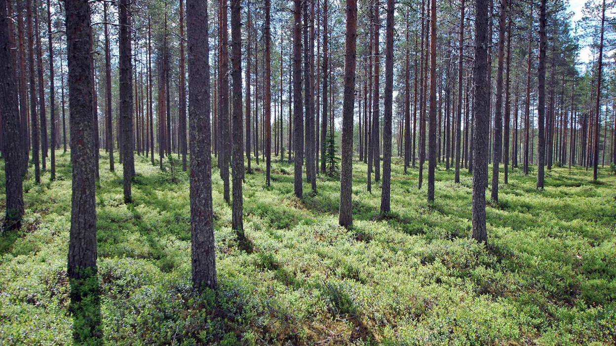 Metsäasiantuntijoiden mukaan he haluavat tehdä työnsä hyvin ja palvella metsäasiakkaita, mutta heille asetetut tavoitteet ovat olleet jo pitkään ylimitoitettuja.