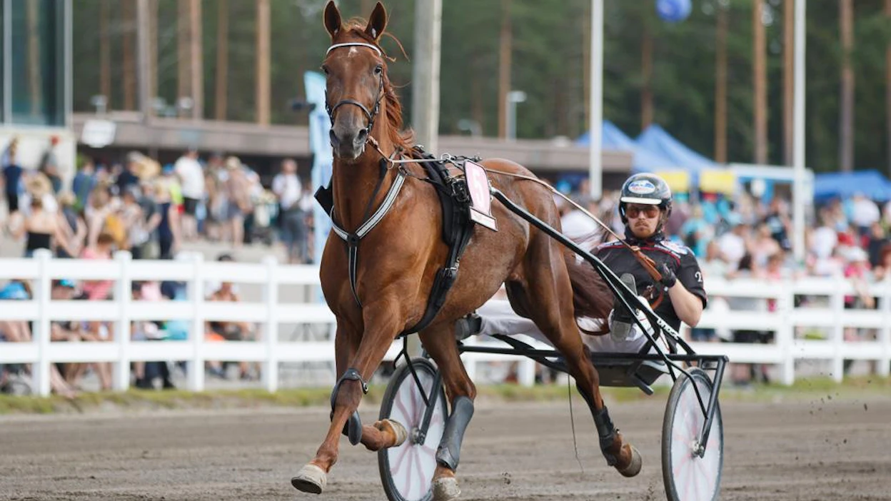 Majestic Man ja toinen kasvattajansa sekä osaomistajansa Taneli Säde. Säde omistaa ruunan yhdessä kumppaninsa Jonna Irrin kanssa, joka vaikuttaa tällä hetkellä siis hevosen kanssa Ranskassa.