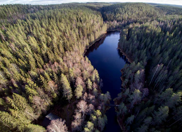 Metsähallituksen luontopalvelujohtajan tehtävänä on muun muassa huolehtia luonnonsuojelualueverkoston hoidosta ja käytöstä sekä virkistyskäyttöpalveluista. Kuva on Isojärven kansallispuistosta Kuhmoisista Keski-Suomesta.