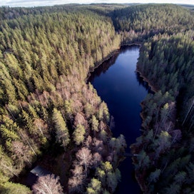 Metsähallituksen luontopalvelujohtajan tehtävänä on muun muassa huolehtia luonnonsuojelualueverkoston hoidosta ja käytöstä sekä virkistyskäyttöpalveluista. Kuva on Isojärven kansallispuistosta Kuhmoisista Keski-Suomesta.