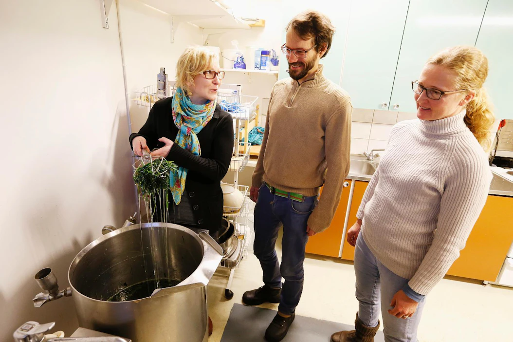 Katja Misikangas, Ilkka Kauppinen ja Tuija Kauppinen ovat onnistuneet viemään Lapin yrteistä valmistettuja tuotteita maailmanmarkkinoille. Pohjoisella maarianheinällä on voimakas mutta miellyttävä tuoksu.