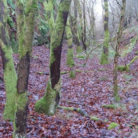 Luontaisessa metsässä on monia kerroksia ja paljon lahopuuta. Lehtimetsissä ravinteiden kierto on nopeaa.