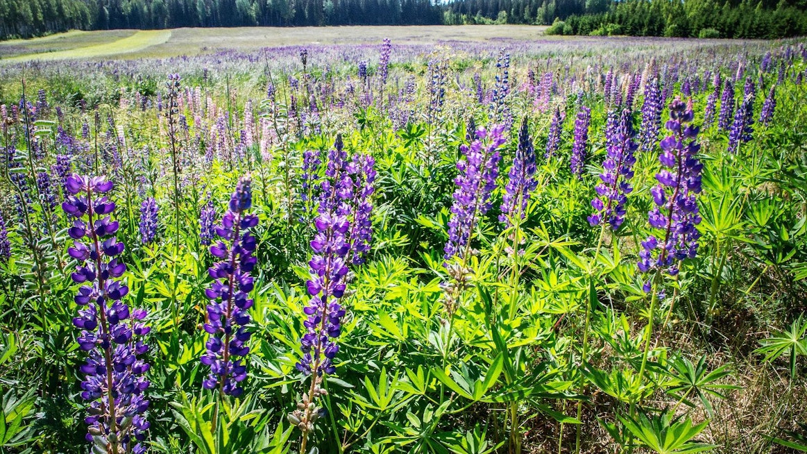 Monet haitalliset vieraslajit hyötyvät ilmaston lämpenemisestä. Kuvassa lupiini.