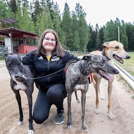 Milla Toivanen hankki ensimmäisen greyhoundinsa vuonna 2016. Nyt hänellä on jo kolme kisaavaa koiraa, Tyyne, Varpu ja Uuno.