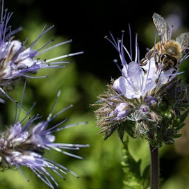 Harmaahomeen torjunta mehiläisten avulla tehostaa myös pölytystä.
