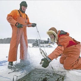 Tarmo Tolvanen (vas.) ja Tarja Lötjönen kalastavat Saimaalla ammatikseen. Tällä hetkellä heillä on pyynnissä noin sata verkkoa. Sami Karppinen