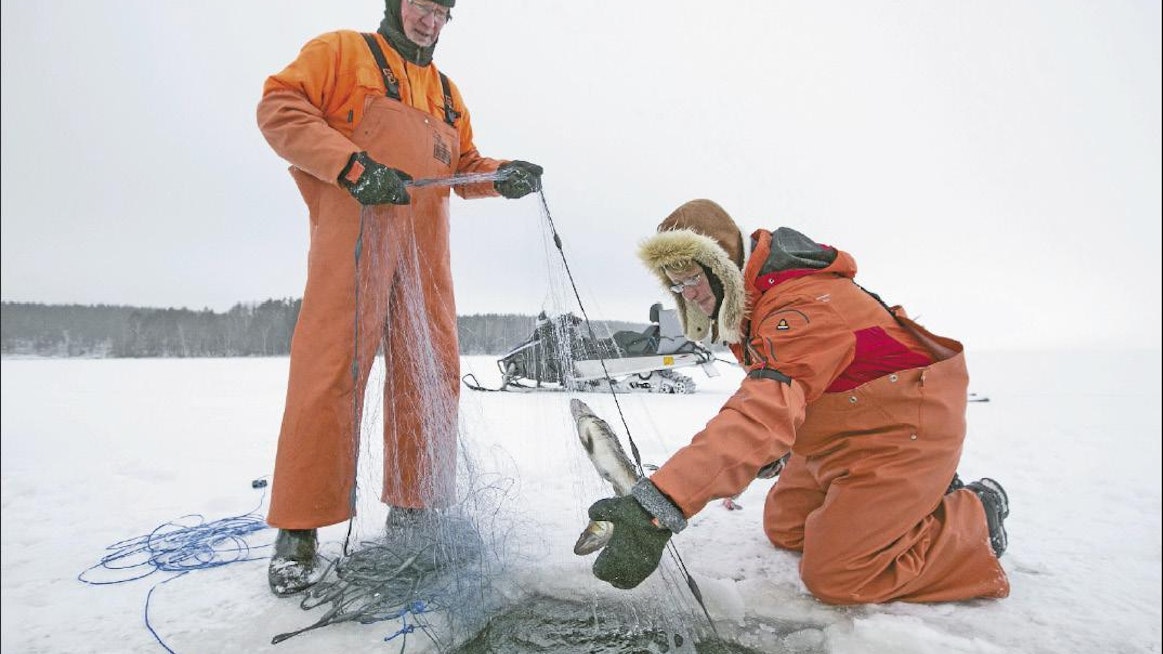 Tarmo Tolvanen (vas.) ja Tarja Lötjönen kalastavat Saimaalla ammatikseen. Tällä hetkellä heillä on pyynnissä noin sata verkkoa. Sami Karppinen