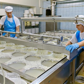 Irja Järvilehto ja Anssi Haikola laskivat juustomassa Juustoportin tehtaalla.