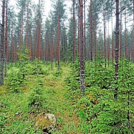 Metsäntutkimuslaitoksen Vesijaon tutkimusmetsä
metla metsä metsätutkimus metsänhoito puu mänty kuusi maisema alaharvennus