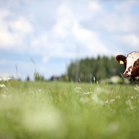 Karja, pellot ja maatalouden energia muodostavat 20 prosenttia Suomen kasvihuonekaasupäästöistä.