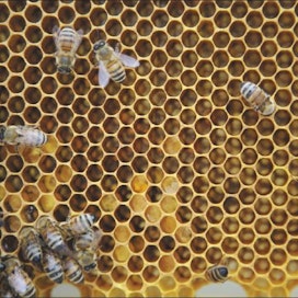 Hunajan maku määrätyy sen mukaan, mistä kasveista mehiläiset keräävät mettä. Saara Olkkonen