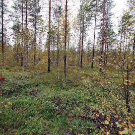 Suometsissä on puuta lähes neljännes metsiemme puustosta. Suometsistä on vuosittain korjattavissa 15 miljoona puukuutiometriä.