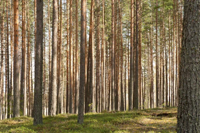 Mikäli metsätila saadaan myytyä tarjotulla hinnalla, on kauppa suurin yksityinen metsäkauppa Ruotsissa neljään vuoteen. Kuvan metsä ei liity tapaukseen.