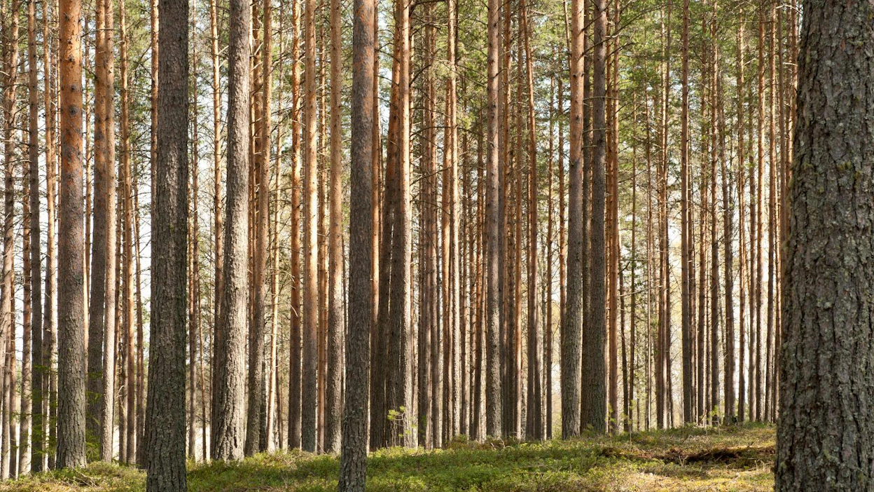 Mikäli metsätila saadaan myytyä tarjotulla hinnalla, on kauppa suurin yksityinen metsäkauppa Ruotsissa neljään vuoteen. Kuvan metsä ei liity tapaukseen.