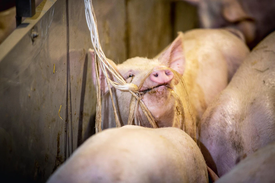 Sikatiloilla mietitään kuinka pärjätä nousseiden kustannusten ja mahdollisen rehupulan kanssa.