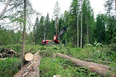 Metsä Group otti kesän alussa käyttöön neljällä hankintapiirillä runkohinnoittelun myös harvennushakkuissa. Metsäjohtaja Juha Mäntylän mukaan vastaanotto on ollut hyvä. Loppuvuoteen mennessä harvennusten runkohinnoittelun on määrä laajentua koko maahan.