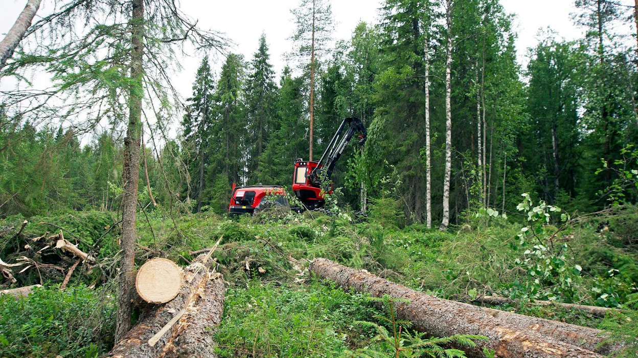 Metsä Group otti kesän alussa käyttöön neljällä hankintapiirillä runkohinnoittelun myös harvennushakkuissa. Metsäjohtaja Juha Mäntylän mukaan vastaanotto on ollut hyvä. Loppuvuoteen mennessä harvennusten runkohinnoittelun on määrä laajentua koko maahan.