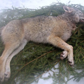 Tänä vuonna Ilomantsissa on kaadettu yksi susi kannanhoidollisessa jahdissa, kuvassa saalis viime vuodelta.