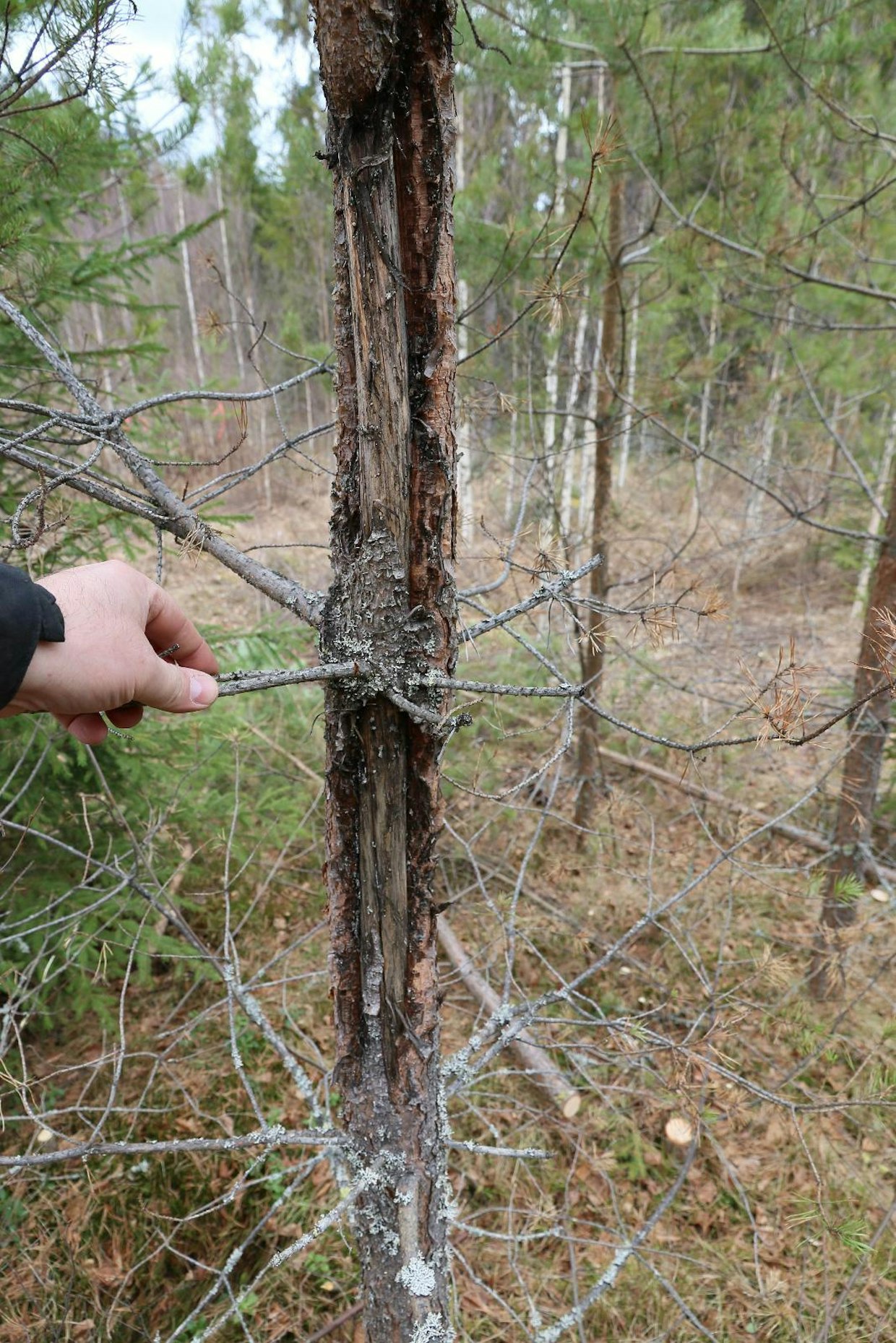 Tavanomaisesti käsitellyllä kuviolla oli runsaasti ilmeisesti hirvien kaluamia männyntaimia. Vahingot ovat syntyneet samaan aikaan, kun kuviolle tehtiin 2012 taimikonhoito. Syy on epäselvä, epäilys äkillisen lehtipuuston poistumisen korvaamisesta kuoren syönnillä oli yksi mahdollisuus. Reikäperkausalalla vastaavia oli huomattavasti vähemmän.