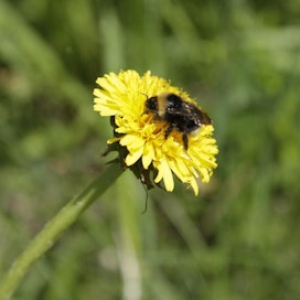 Kimalaiset ja mehiläiset hyötyvät pientareista ja monipuolisesta maatalousympäristöstä.