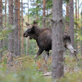 Suomen metsissä juoksi viime talven jäljiltä noin 87 000 hirveä. Hirvet tuhoavat taimikoita, mutta toisaalta metsästys tuottaa rahanarvoista lihaa, liikuntaa ja hyvinvointia sekä tuo rahaa paikkakunnille ympäri maan.