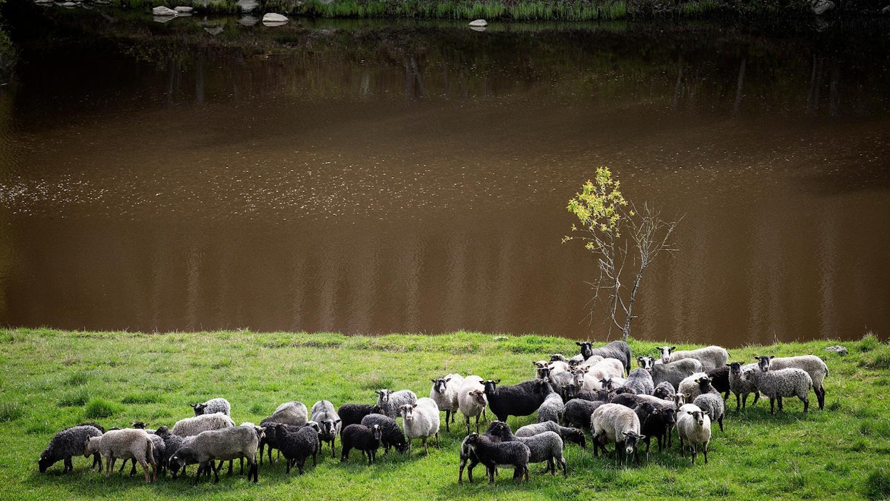 Lampaat laidunsivat viime viikolla Aurajoen varressa Liedossa.