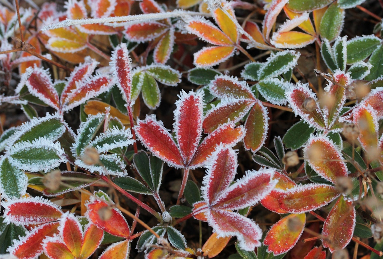 Vitinärvänä ( <em id="emphasis-5cb7ea86ca338d06b47800f046cbb467">Sibbaldia tridentata</em> ) tunnettiin aikaisemmin grönlanninhanhikkina. Osa sen lehdistä säilyy talven yli vihreinä, osa värittyy punaisiksi ja varisee pois.