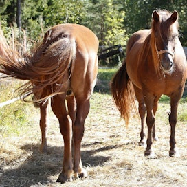 Euroopan parlamentti haluaa lisää hevosten hyvinvoinnin valvontaa hevostiloille.