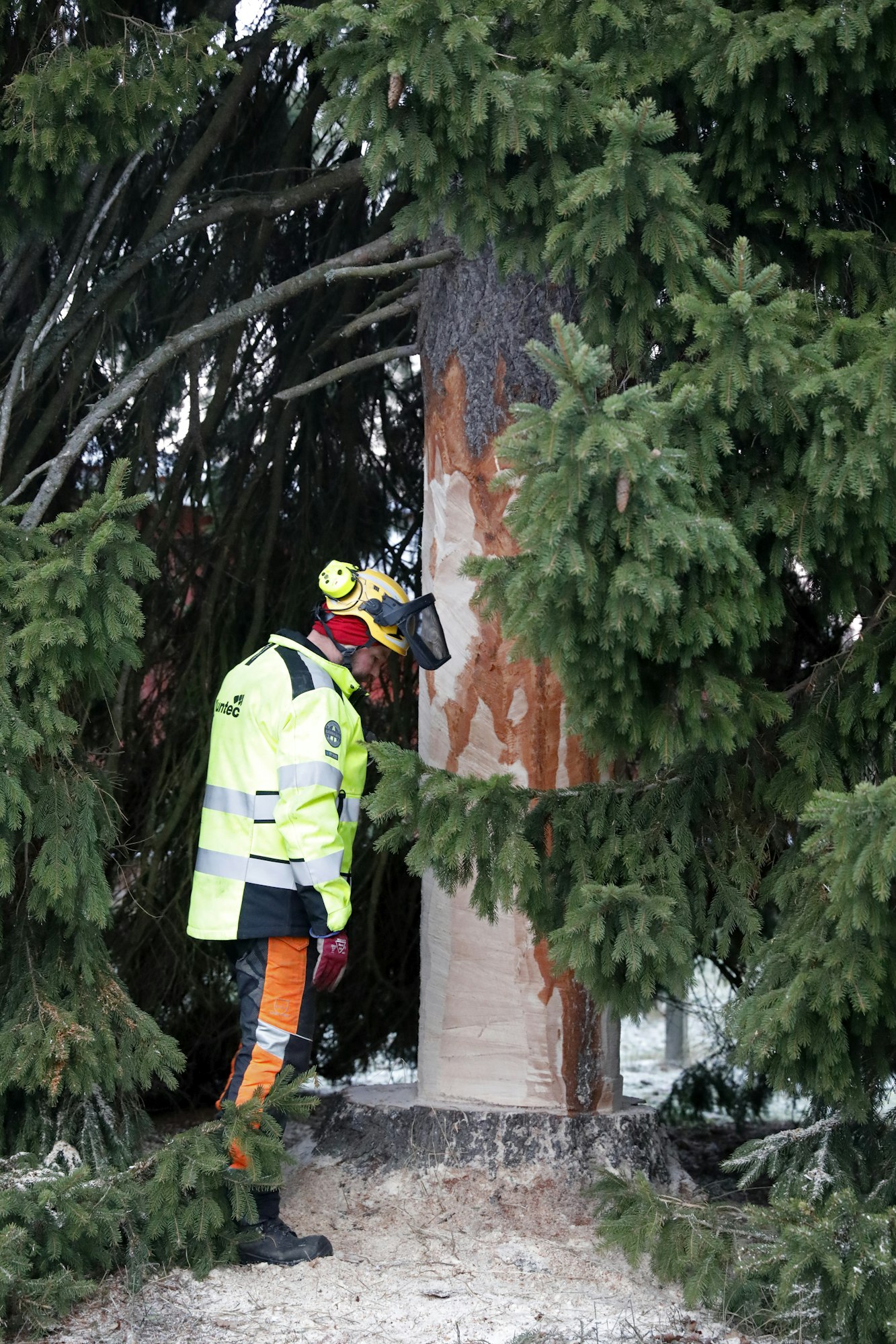 Metsuri Mika Karonen tekee viime hetken suunnitelman ennen sahausta.