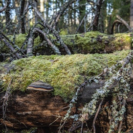 Kuolleen puun määrä on lähes kaksinkertaistunut Etelä-Suomen metsissä.