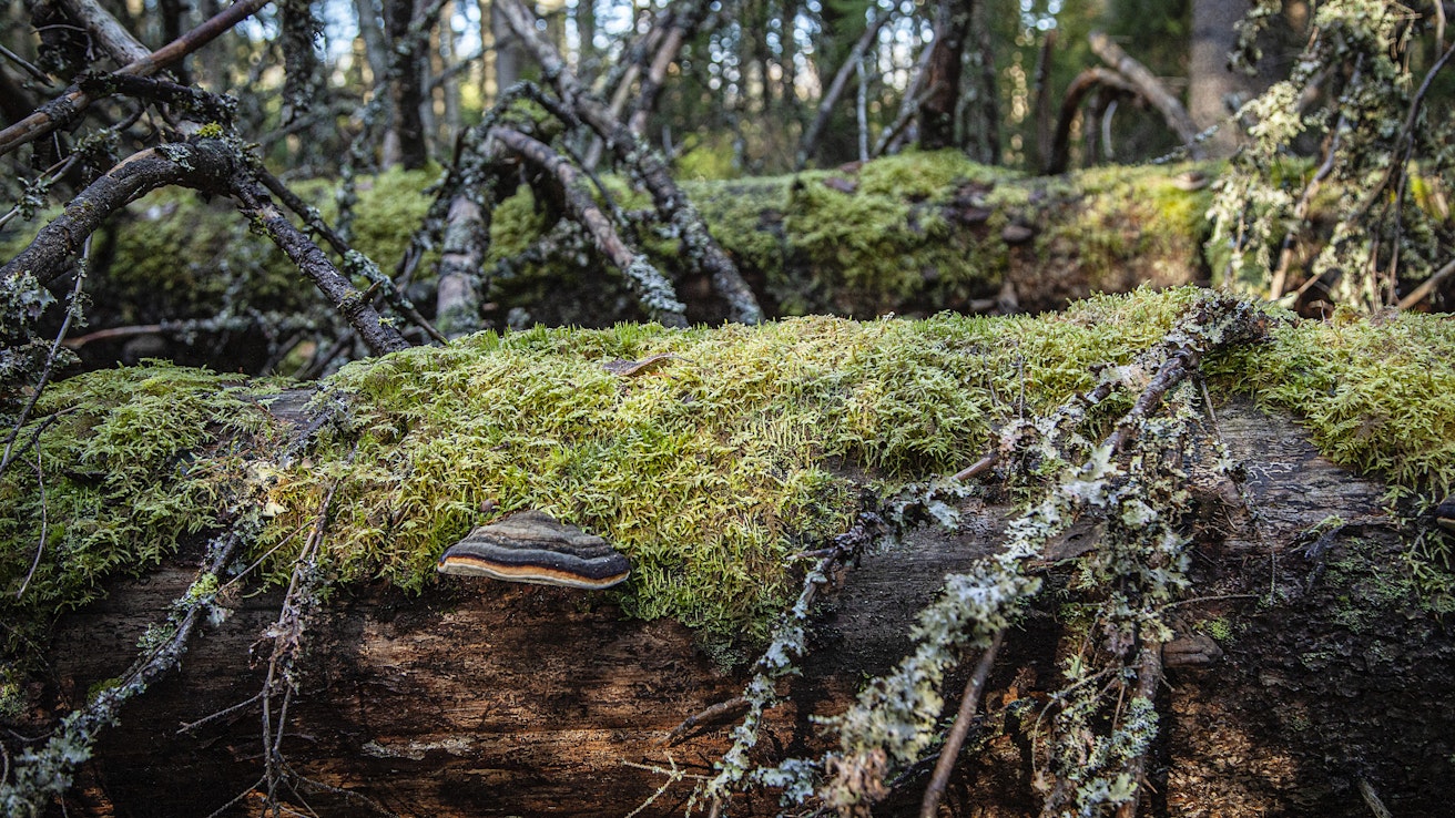Kuolleen puun määrä on lähes kaksinkertaistunut Etelä-Suomen metsissä.