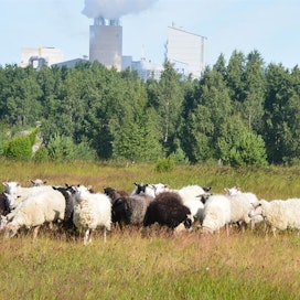 Vihervalliksi kutsutulla kipsikasalla on monena kesänä pidetty lampaita.